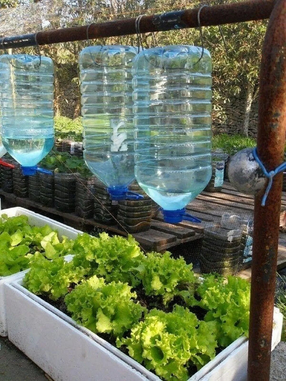 Куда можно применить в огороде. Гидропоника капельный полив. Пластиковые бутылки на даче. Пластмассовые бутылки для огорода. Подвесной огород в пластиковых бутылках.