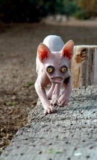 Scary catnap