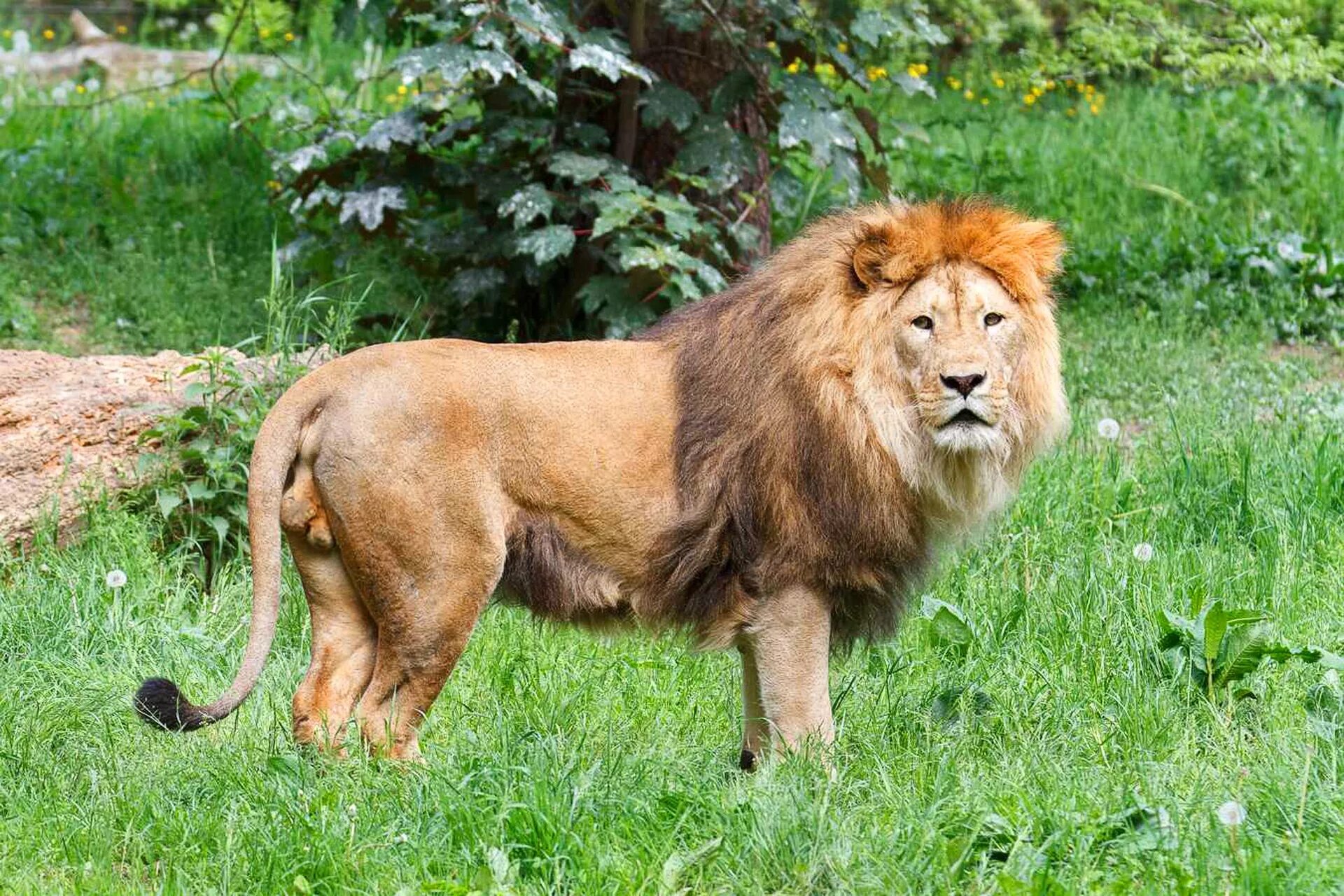 Сколько живут львы в дикой. Масайский Лев. Гималайский карликовый Лев. Малазийский карликовый Лев. Африканский Лев.