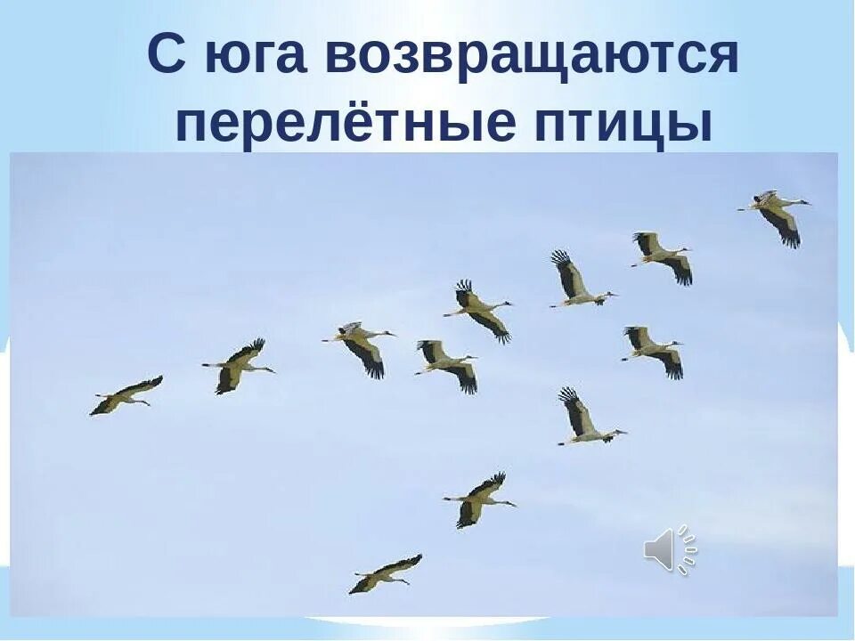 Какие перелетные птицы возвращаются весной. Перелетные птицы. Перелетные птицы возвращаются. С Юга возвращаются перелетные птицы. Прилетают перелетные птицы.