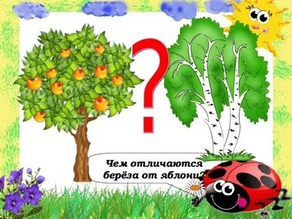 Яблоня береза