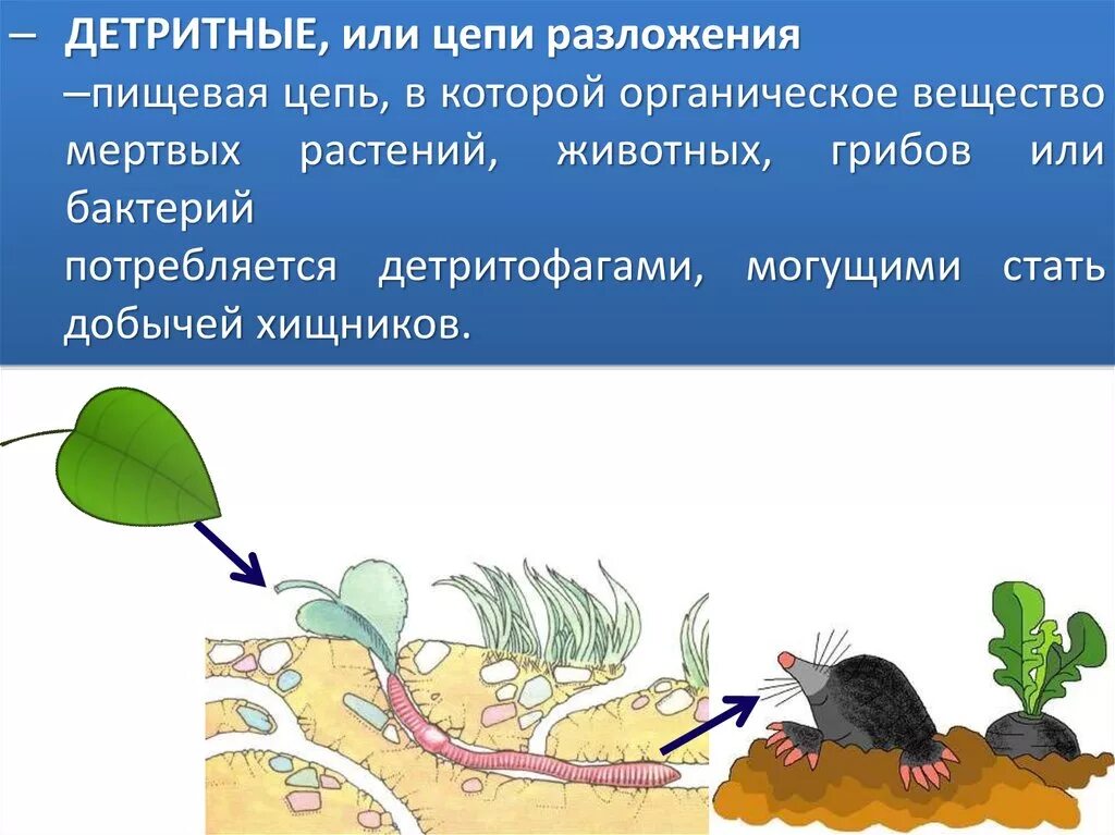 Приведите примеры детритных пищевых цепей. Цепи разложения детритные. Цепь разложения детритная. Детритная пищевая цепь. Пищевые Цепочки детритные.