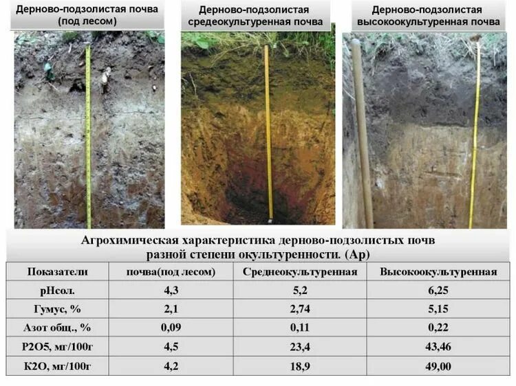 Какие почвы относятся к азональным типам подзолистые. Дерново-подзолистые почвы характеристика. Описание дерново-подзолистой почвы. Дерново-подзолистые почвы состав. Дерново-подзолистые почвы гумусовый Горизонт.