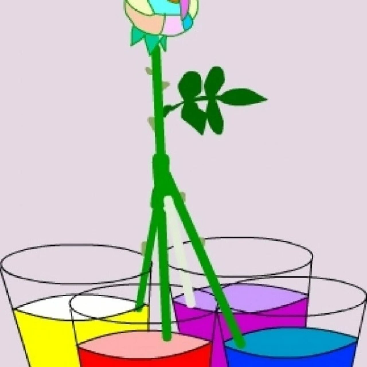 Эксперименты с растениями. Эксперименты с растениями для детей. Эксперимент с цветами. Опыты с окрашиванием растений.