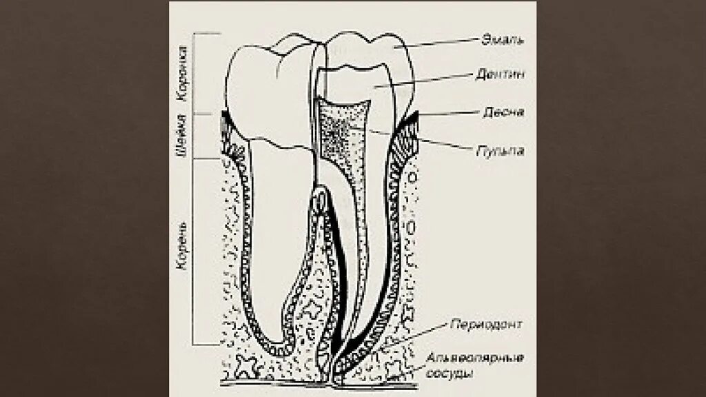 Строение зуба кариес пульпит. Строение зуба анатомия кариес. Анатомическое строение зуба стоматология. Анатомическое строение зуба кариес.
