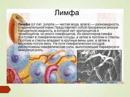 Лимфа относятся к виду тканей