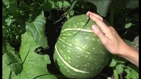 Тыква лечебная