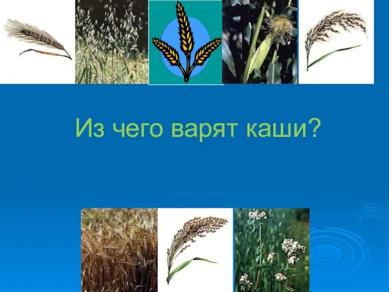 Природное сообщество поле 5 класс. Природное сообщество поле. Искусственное сообщество поле. Сообщество поле 3 класс окружающий мир. Обитатели искусственного сообщества поля.