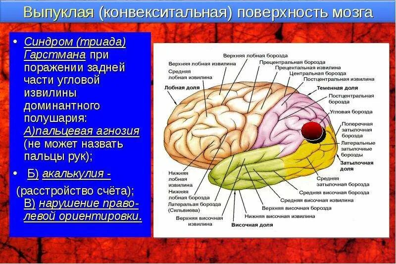 Строение лобной доли головного мозга. Извилины височной доли мозга.