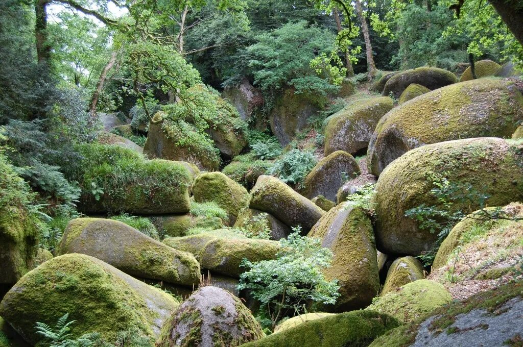 Le petit jardin dans la foret