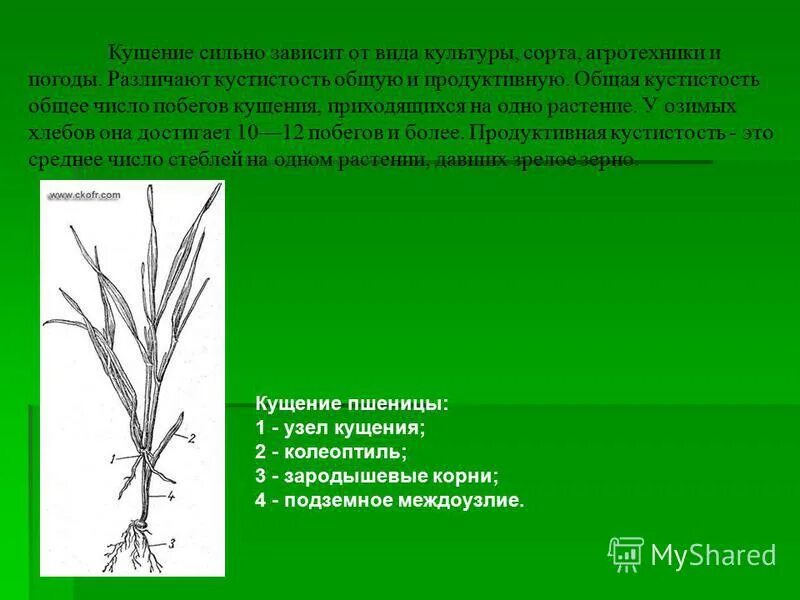 машина для подготовки почвы к посеву. масличные особенность выращивания. агротехника культур это. корнеплоды сахарной свеклы. биологические особенности картофеля.