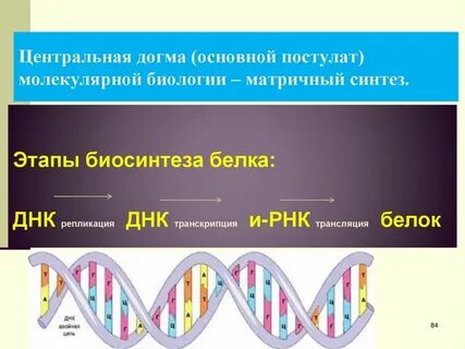Центральная днк