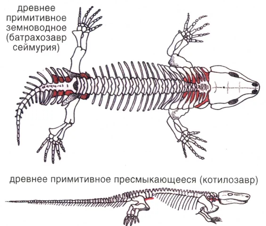 Сеймурия скелет. Переходная форма между земноводными и пресмыкающимися. Сеймурия строение. Скелет земноводного и пресмыкающегося.