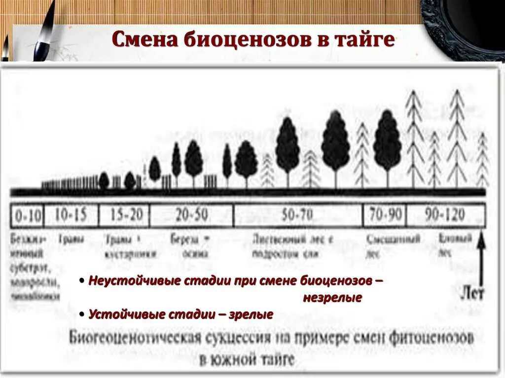 Смена одного биологического сообщества другим. Изменения биоценозов во времени. изменение биоценоза. смена биоценозов. причины смены биоценозов.