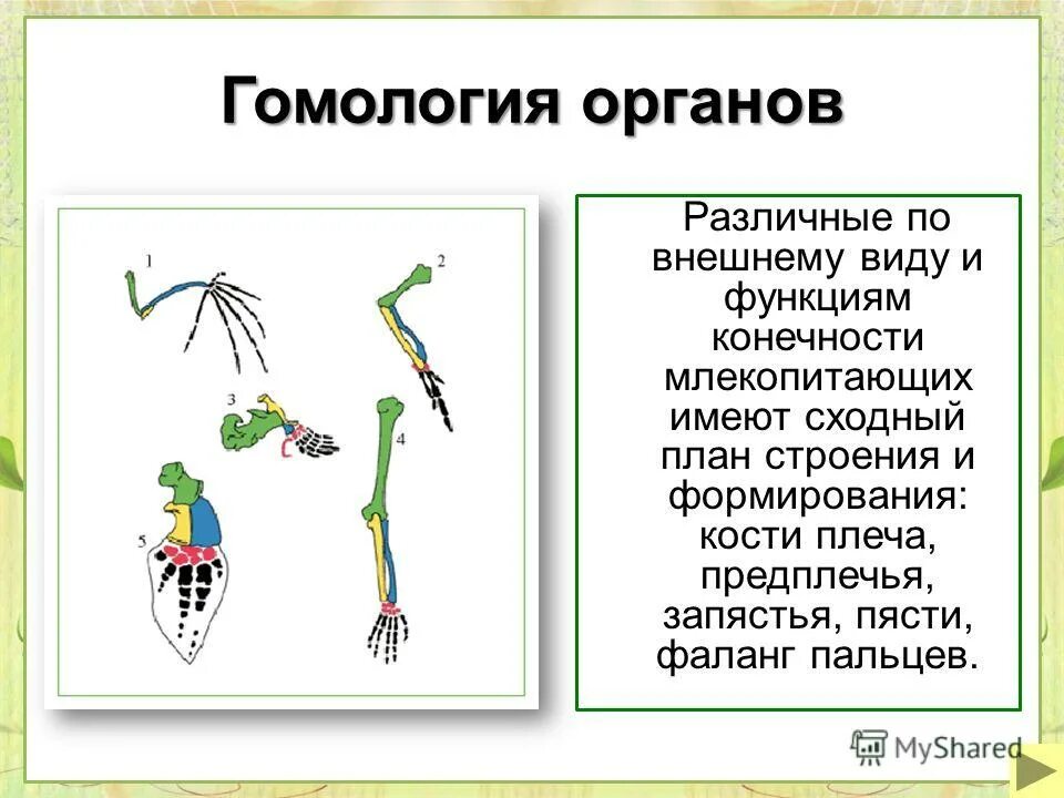 Скелет передних конечностей у млекопитающих