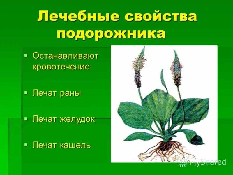 Подорожник лекарственный. Подорожник большой. Лекарственные растения подорожник лекарственный. Полезное растение подорожник. Значение подорожника