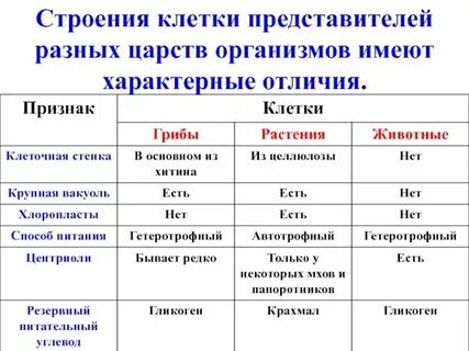 Строение клеток организмов разных царств таблица
