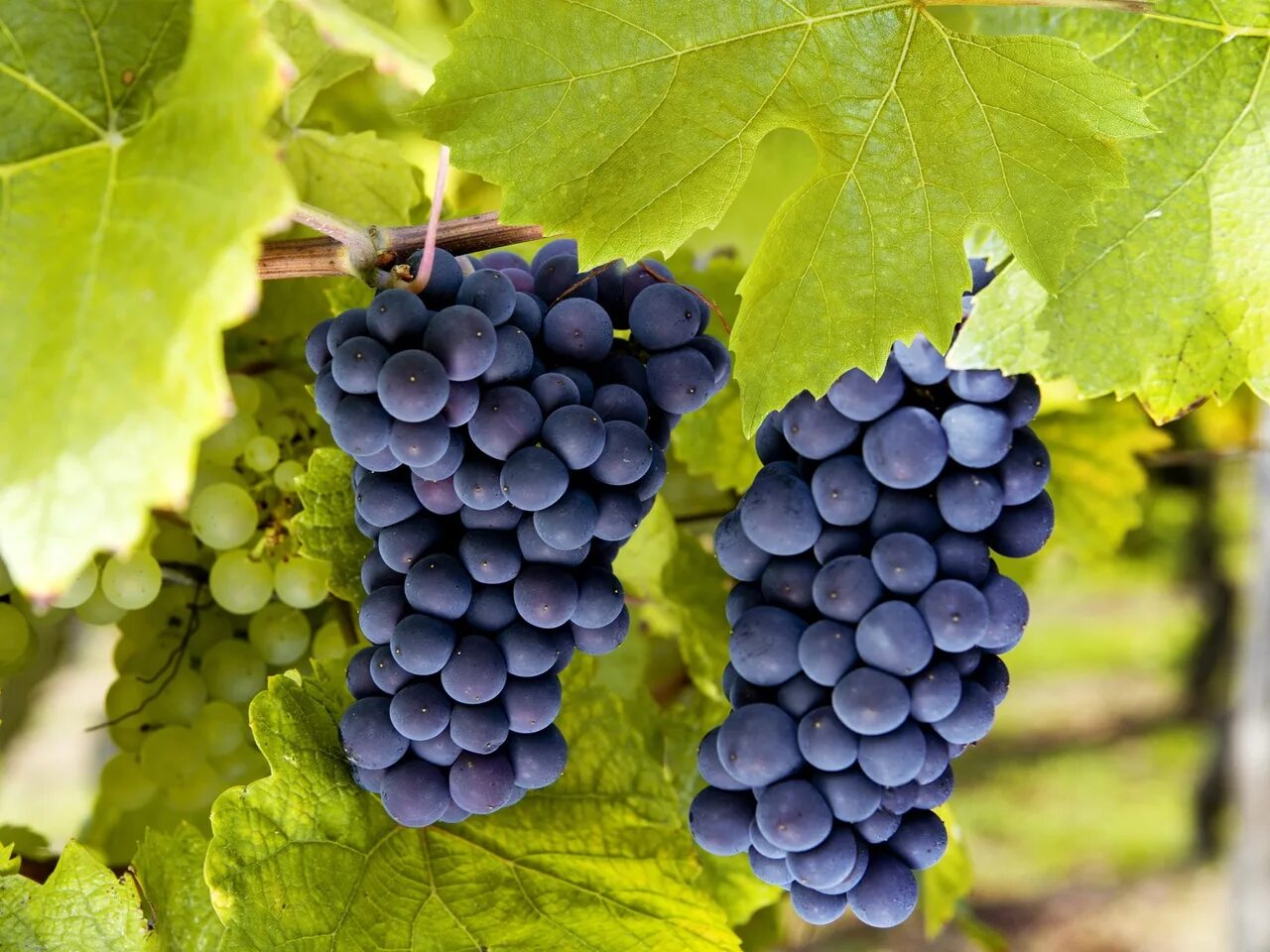 Виноград вино сканворд. Виноград кишмиш молдавский. Виноград чёрный Молдова. Сорт винограда Молдова. Молдова гроздь винограда.