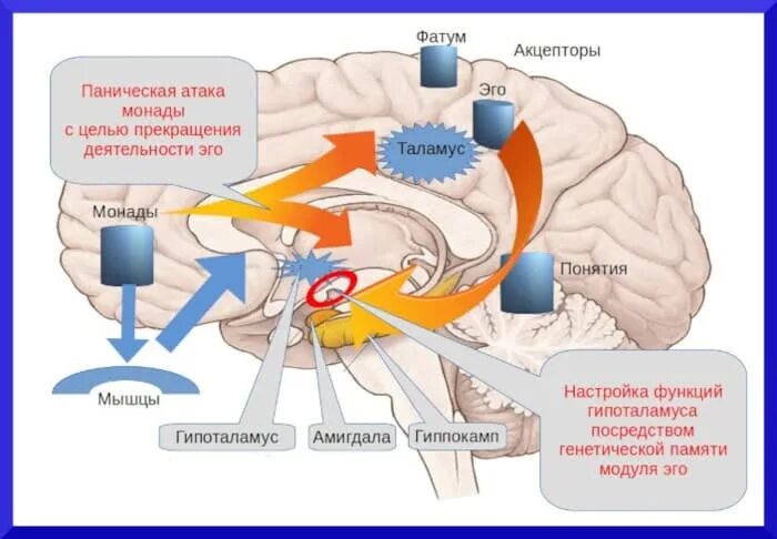Критерии панической атаки. Схема панической атаки. Мозг при панической атаке. Паническая атака распространенность.