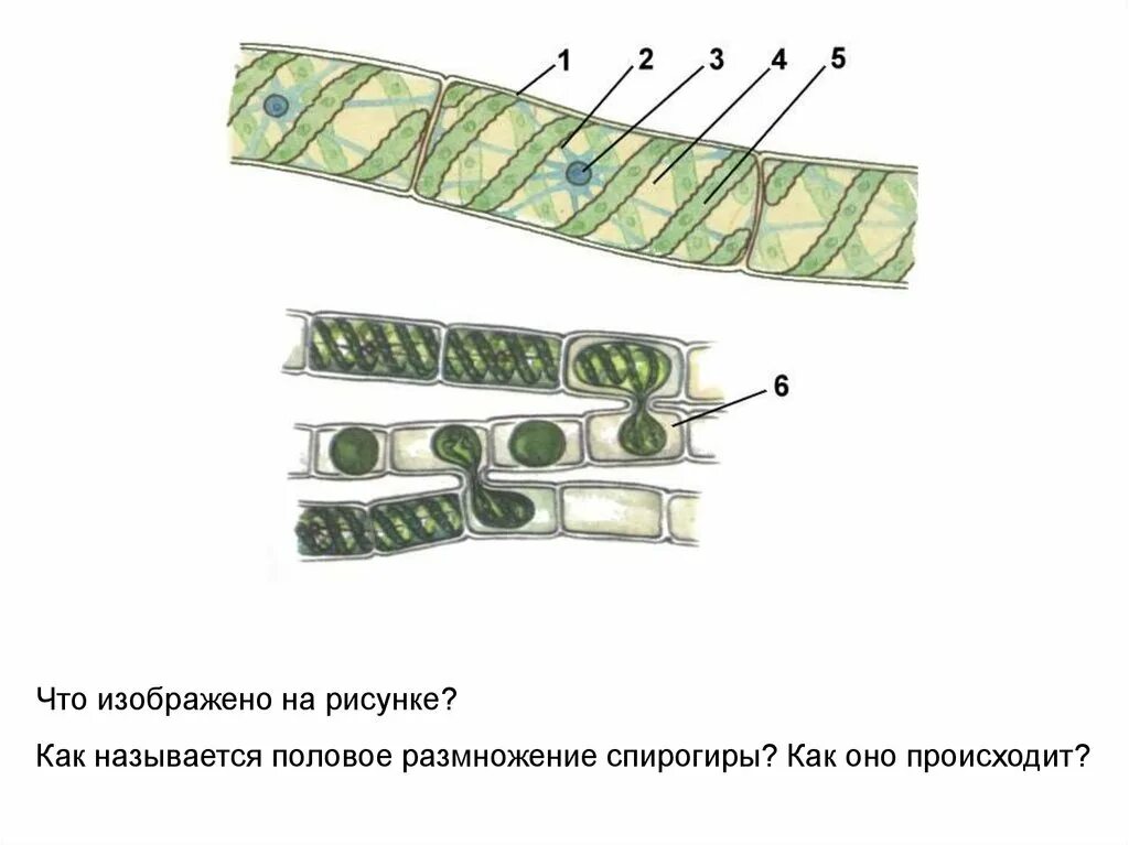 Спирогира низшее. Конъюгация водоросли спирогиры. Строение клетки спирогиры. Спирогира строение рисунок. Спирогира водоросль рисунок с подписями.