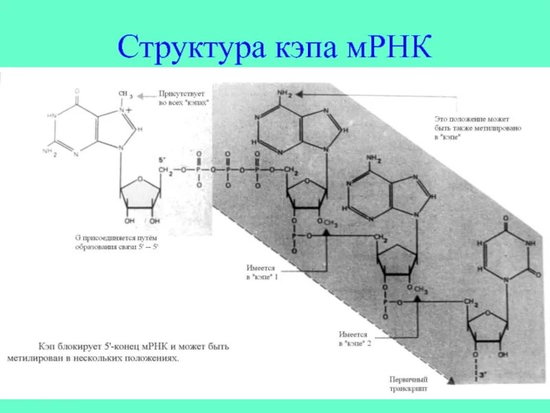 Структура матричной РНК. Строение матричной РНК биохимия. Строение участка РНК. Строение МРНК биохимия.