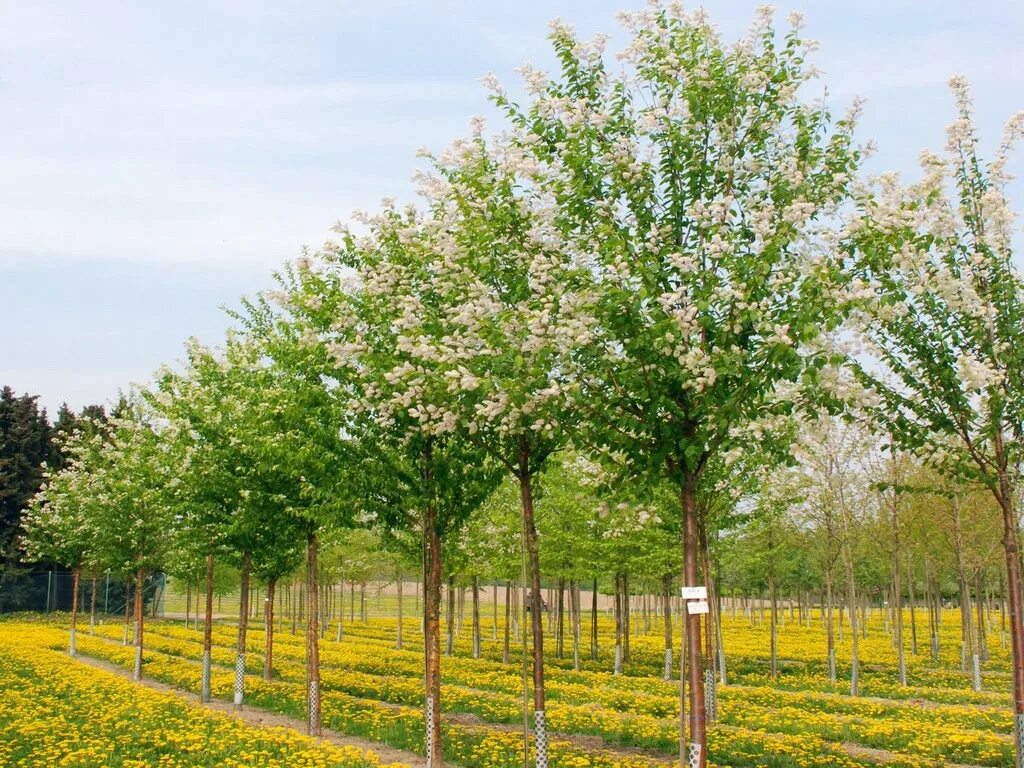 Саженцы лиственных деревьев. Черёмуха Маака. Черемуха Маака Prunus maackii. Черемуха Маака Амбер Бьюти. Черемуха Маака дерево крупномер.