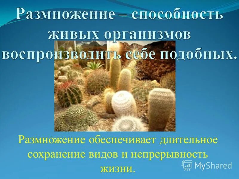 Таблица по биологии размножение организмов вегетативное размножение. Способность к воспроизведению. Половой процесс и размножение. Схема бесполое размножение растений 10 класс. Ароморфозы семенных растений.