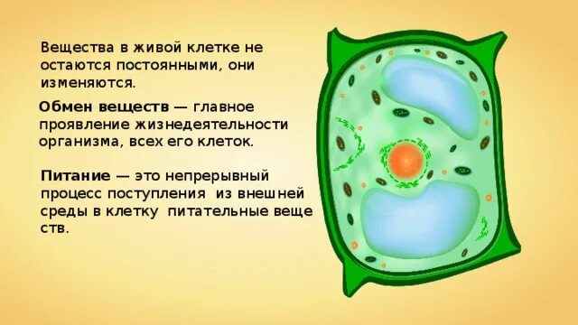 Жизнедеятельность клетки ее деление и рост. Жизнедеятельность клетки питание клетки. Процессы жизнедеятельности клетки деление.