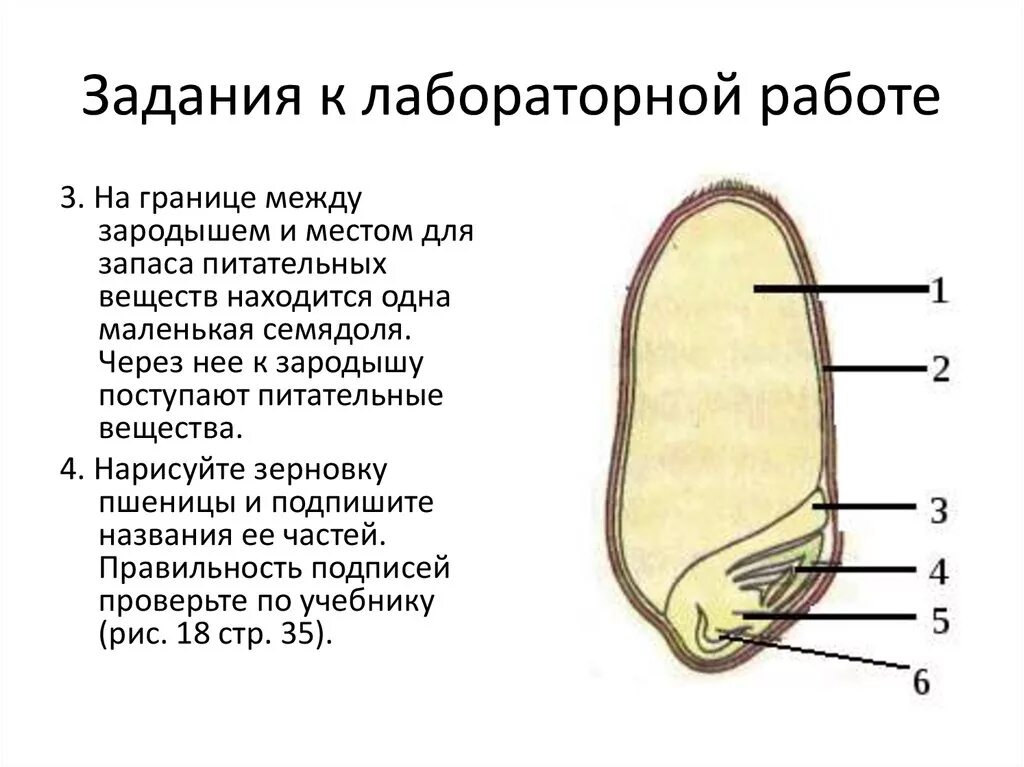 Рассмотрите рисунок семени какая структура. Строение зерновки пшеницы 6. Строение семядоли пшеницы. Строение семени зерновки пшеницы. Плод Зерновка строение.