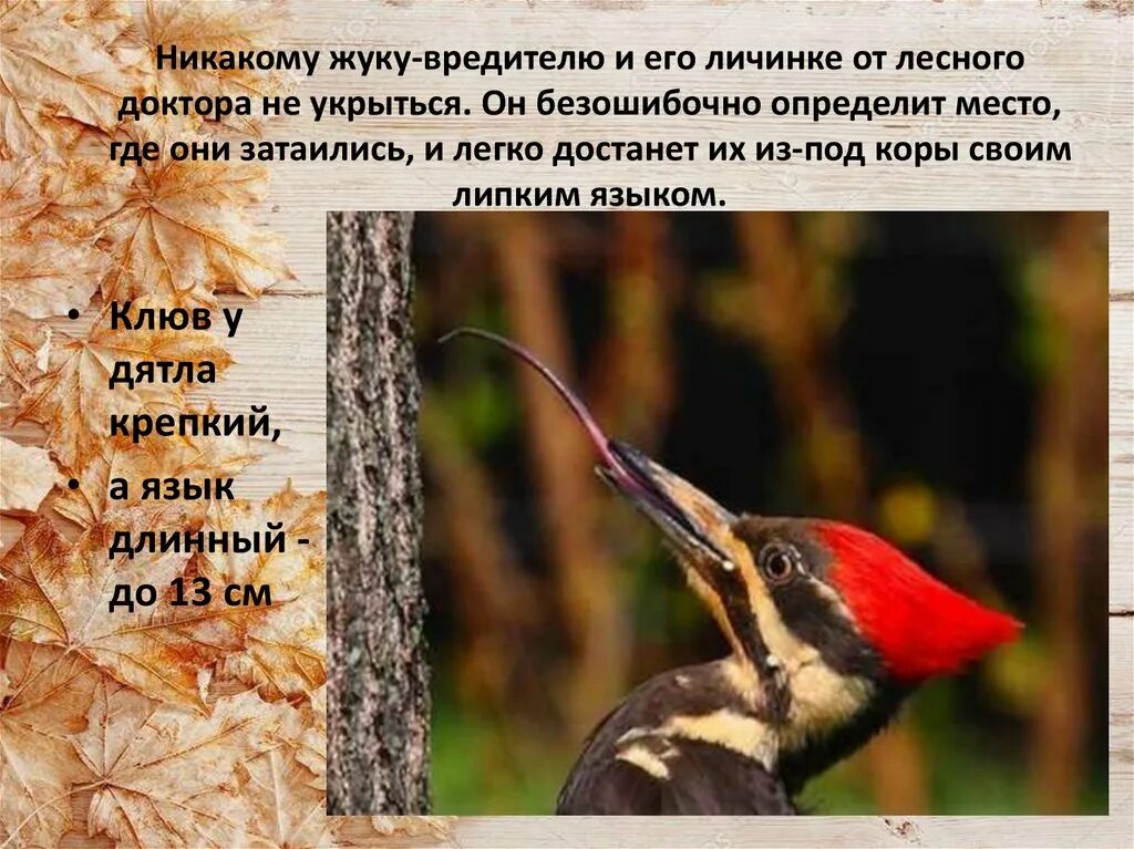 Почему дятлы получили такое название
