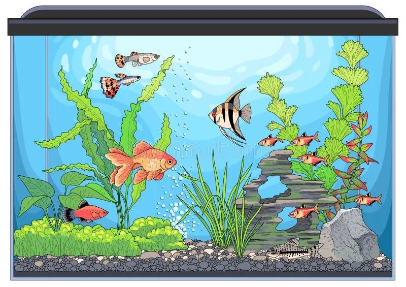 В 7 аквариумах было поровну рыбок. Аквариум для малышей. Аквариум для дошкольников. Прямоугольный аквариум с рыбками. Аквариум с рыбками для детей.