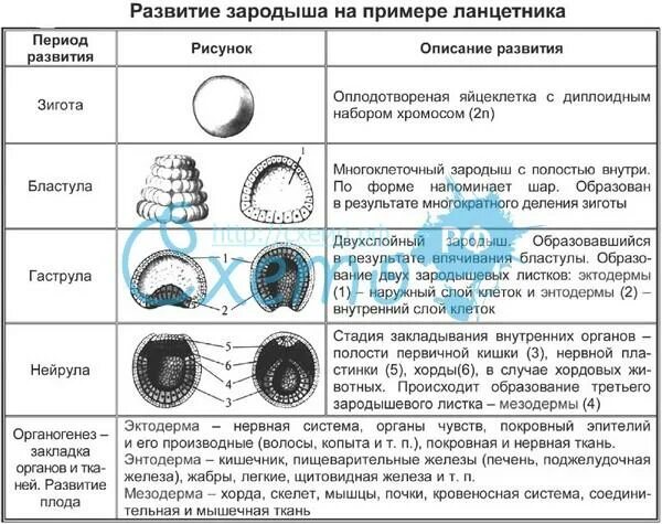 Онтогенез особенности процесса. Эмбриональный период развития таблица. Этапы эмбрионального периода таблица. Основные этапы эмбрионального периода развития 9 класс. Стадии эмбриогенеза ланцетника таблица.