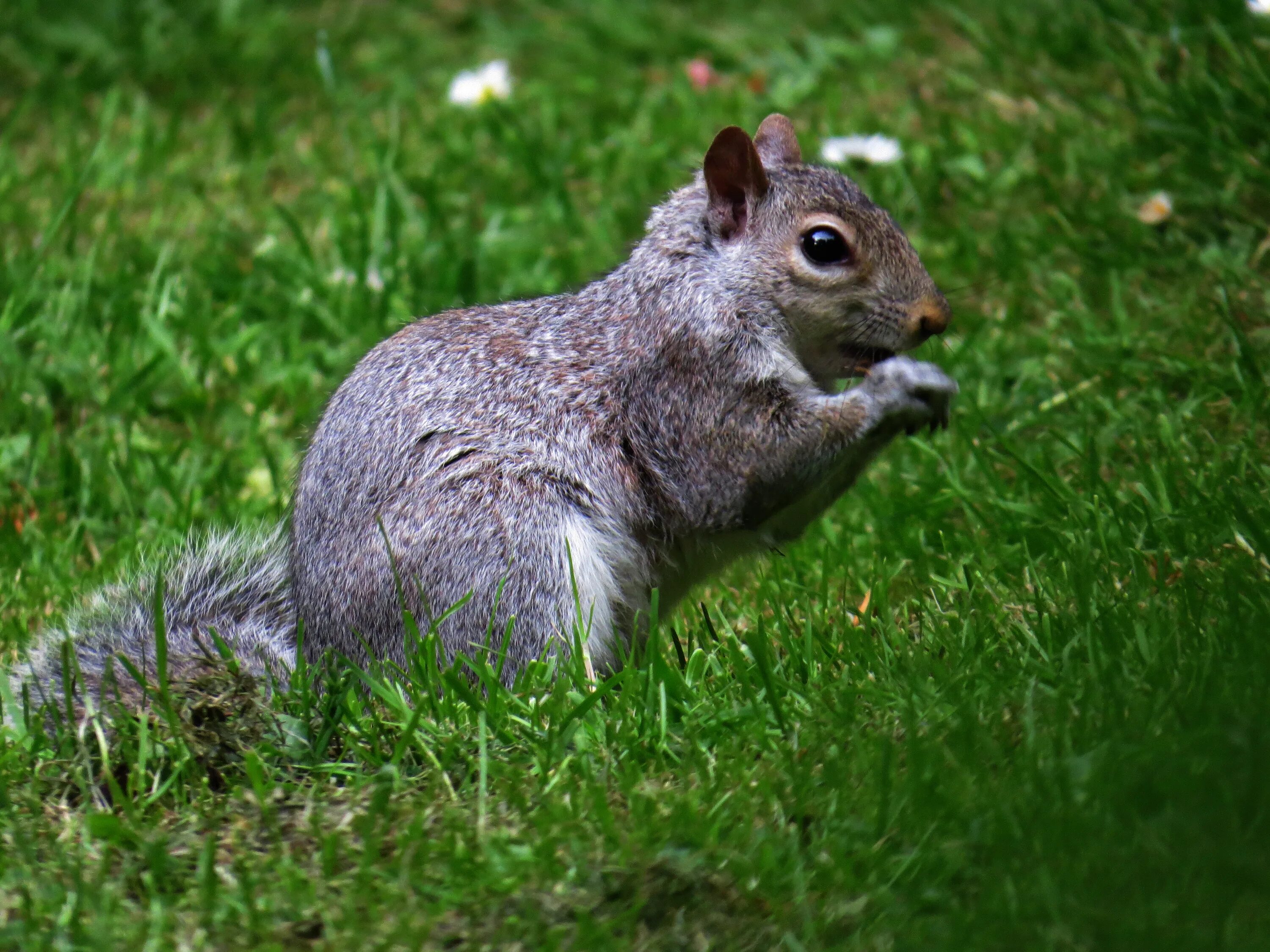 Animals in great britain. Animals in great britain. Уоллатон холл англия. Animals in great britain. Фауна британских островов.