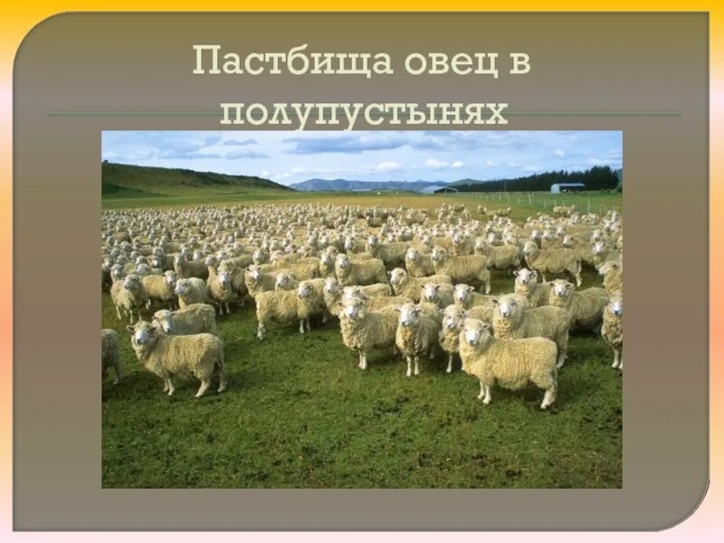 Какое животноводство в полупустыне. Овцеводство в полупустыне. пастбища в полупустынях. пастбище овец в пустыне. полупустыни занятия населения.