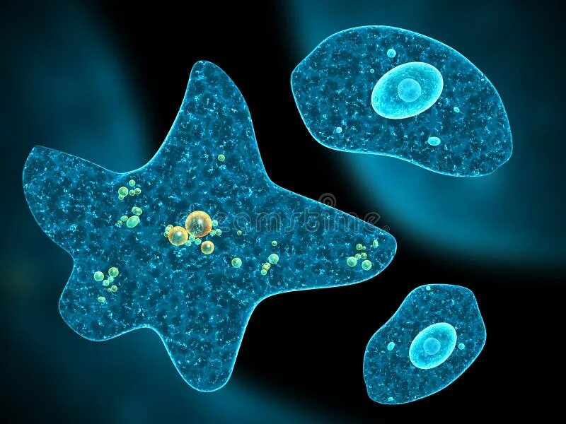 Как выглядит амеба под микроскопом Более 1 800 работ на тему "Picture Of An Amoeba Pictures": стоковые фото, картин