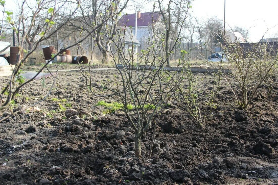 Чем подкормить черную смородину весной. Весенняя куст смородины. Весеннее удобрение смородины. Подкормка смородины. Смородина подкормка весной после зимы.