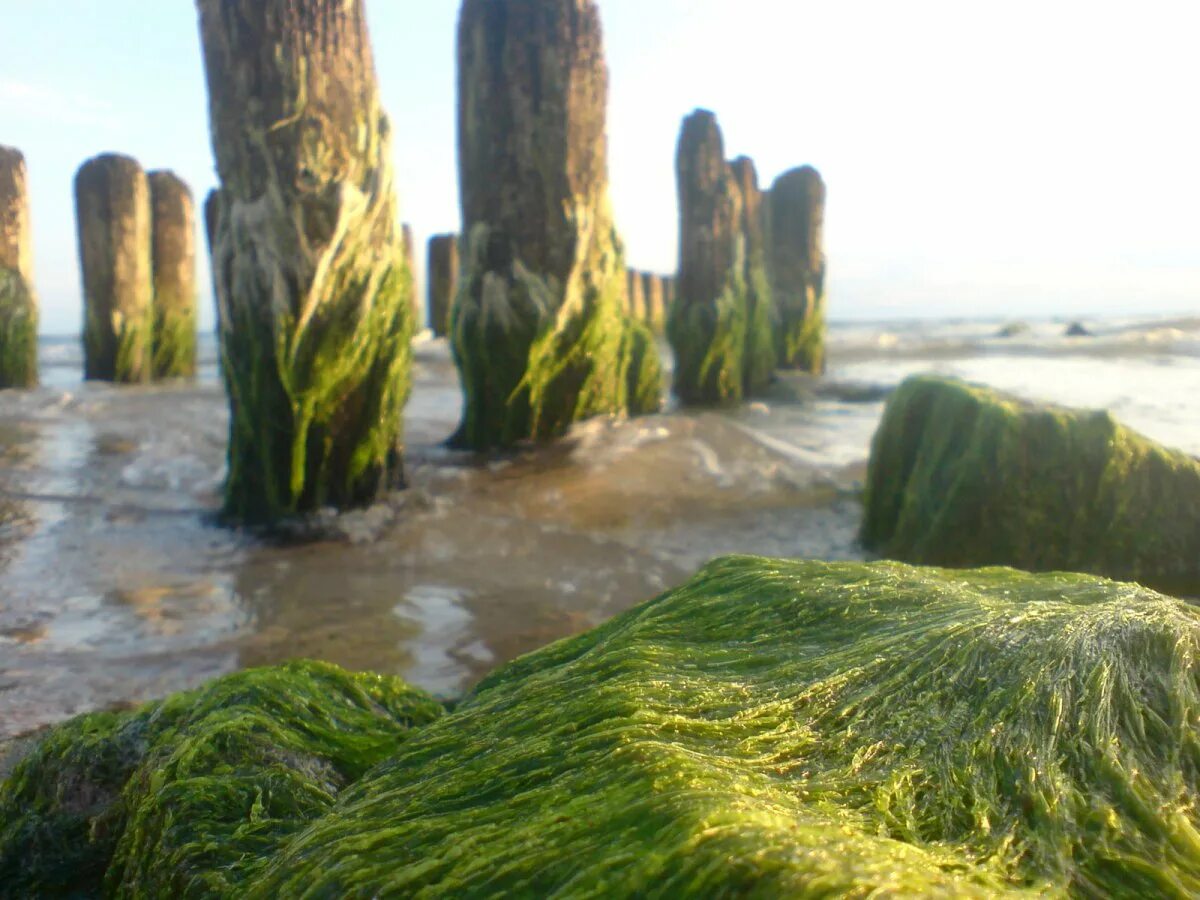 Водоросли природные. Балтийское море ламинария. Морские водоросли в Балтийском море. Бурые водоросли Балтийского моря.