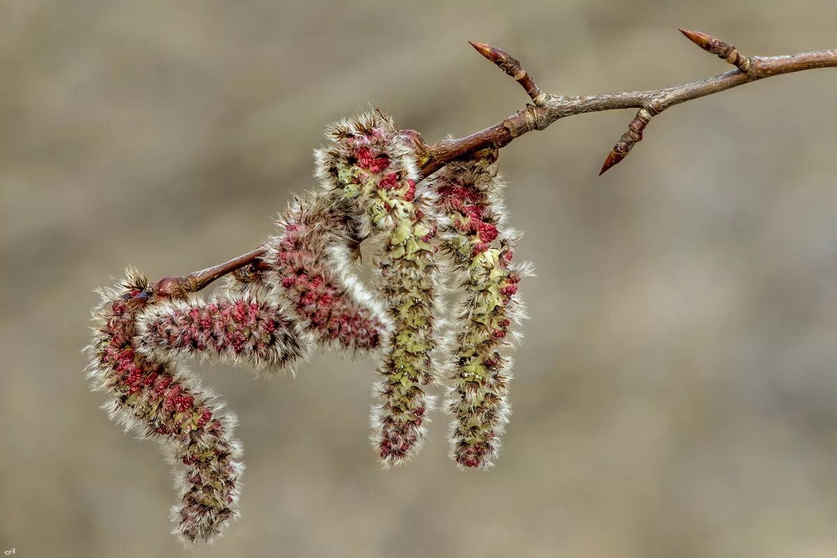 осина дрожащая erecta. осина обыкновенная (pópulus trémula). осина (populus tremula). Populus tremula плод. сережки осины.