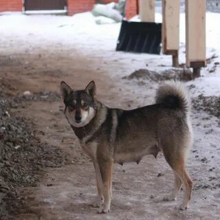 Собака лайка и овчарка
