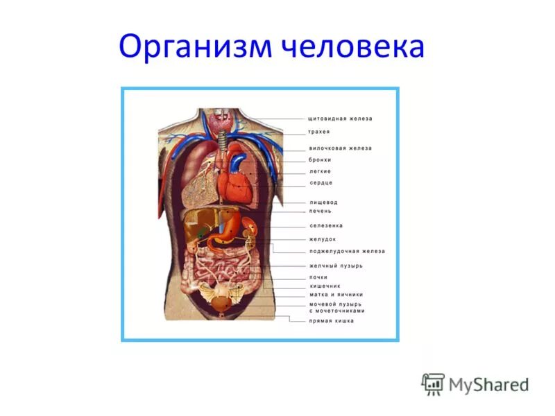 Вид внутренних органов. Строение внутренних органов человека строение. Внутренне строение человека. Внутреннее строение туловища человека. Внутреннее строение тела человека схема.