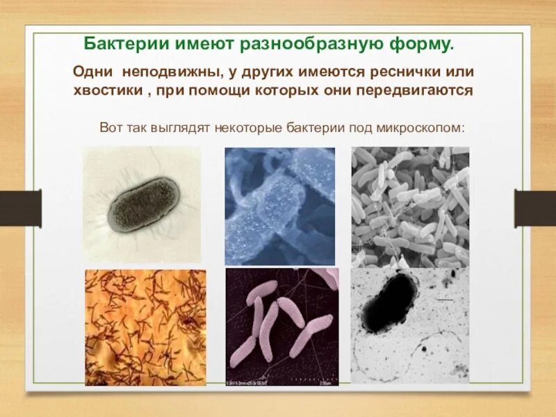2 бактерии 1 8. Бактерии презентация. Презентация бактерии 2 класс. Презентация на тему микробы. Доклад о бактериях.