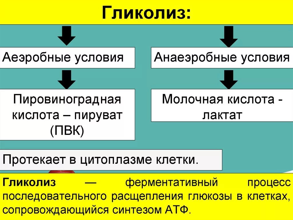 В гликолизе синтезируется атф. Гликолиз. Процесс гликолиза. Гликолиз протекает в. Виды гликолиза.