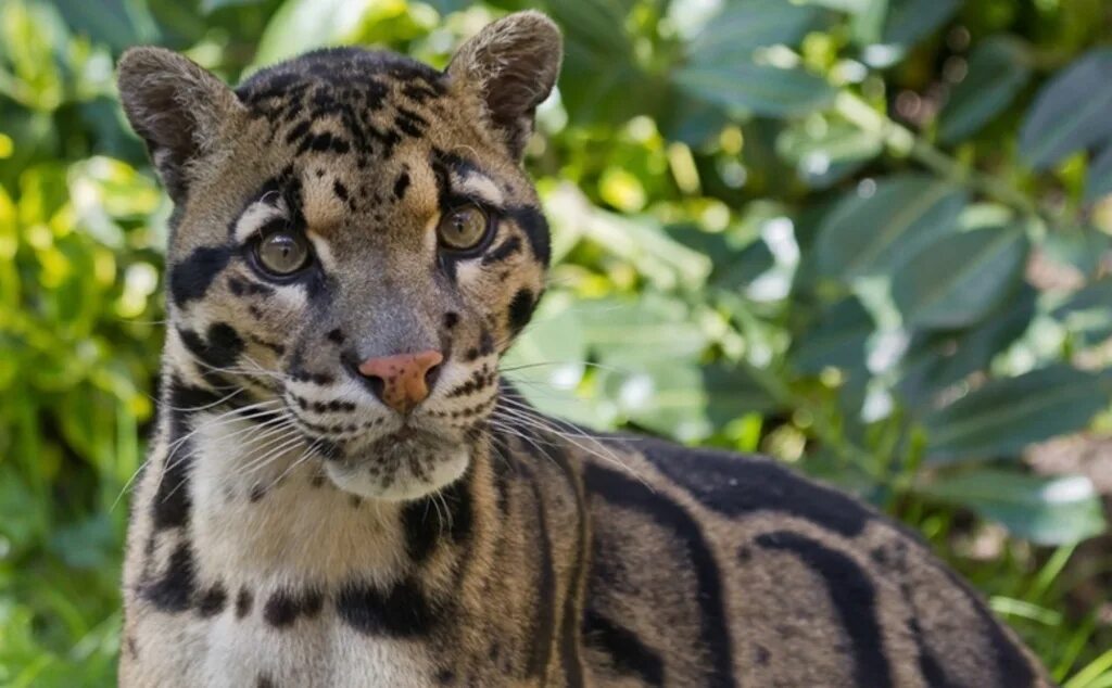 Оцелот манул каракал сервал. Оцелот сервал каракал. Самая дикая кошка в мире. Самая дикая кошка в мире. Дымчатый леопард (neofelis nebulosa),.