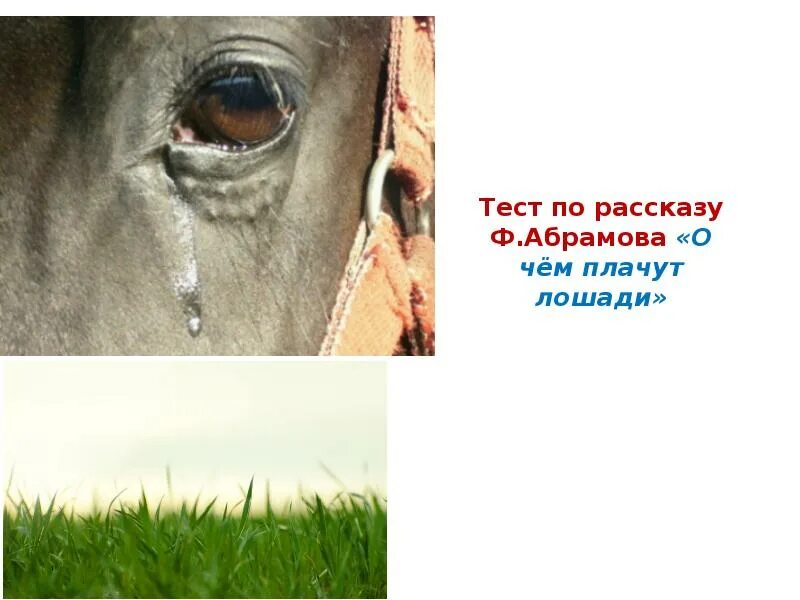 Почему плачут лошади краткое. О чём плачут лошади Абрамов. Ф. Абрамова "о чём плачут лошади". Плачущая лошадь. Лошадь плачет.