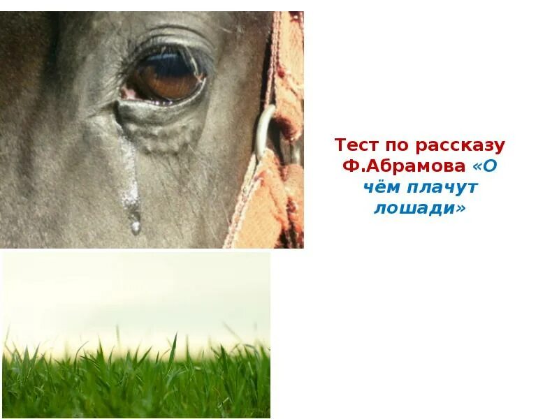 Абрамов о чем плачут лошади читать полностью. О чём плачут лошади Абрамов. Ф. Абрамова "о чём плачут лошади". Плачущая лошадь. Лошадь плачет.