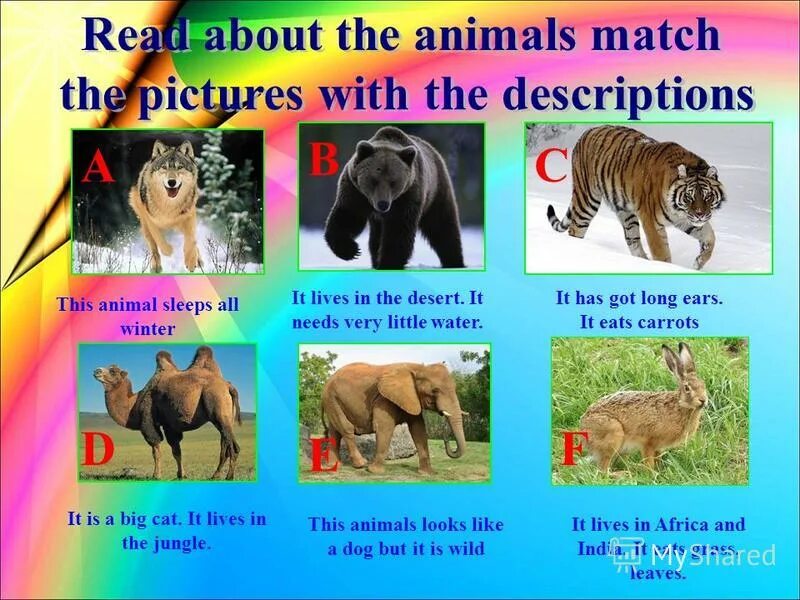 английский язык 5 класс дикое животное. описание животных на английском языке 3 класс с переводом. сообщение на английском про животного. Animals открытый урок. проект на английском языке про животных.