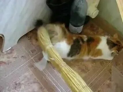 У кошки течка кот