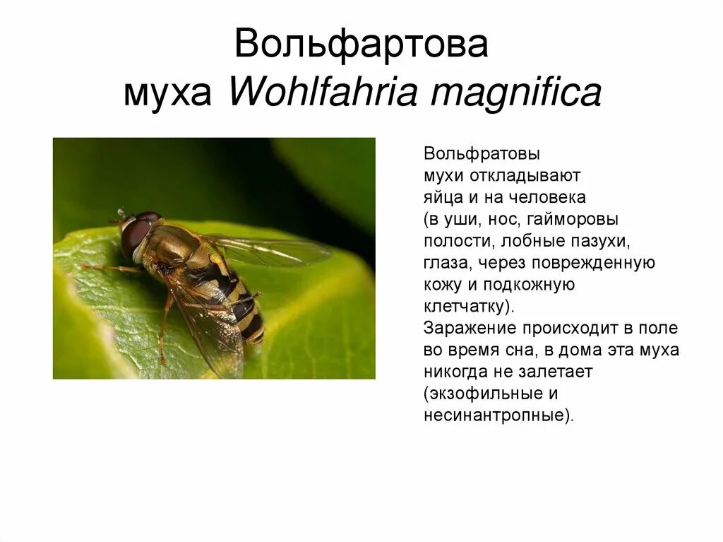 Мушка значение. Wohlfahrtia magnifica переносчик. Вольфартова Муха специфический переносчик. Вольфартова Муха является. Личинки вольфартовой мухи строение.