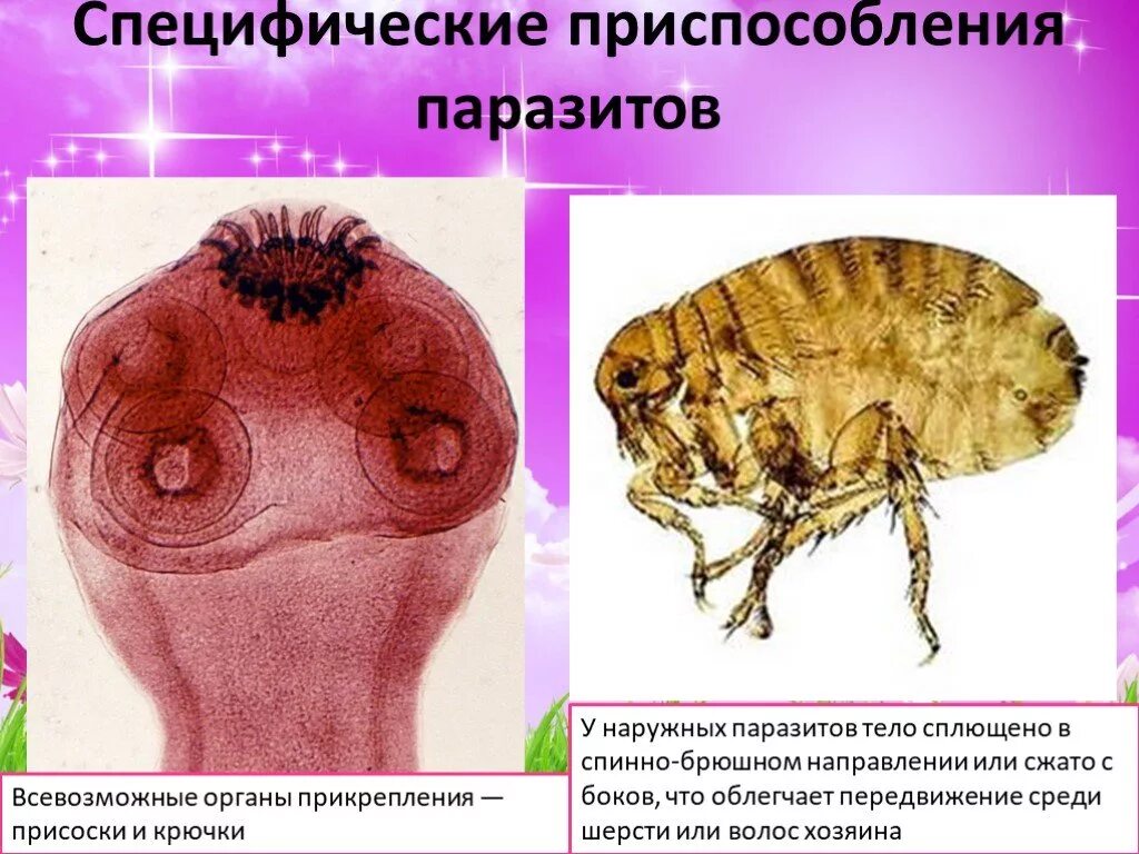 Приспособления для паразито. Приспособленность паразитов. Органы прикрепления паразитов.