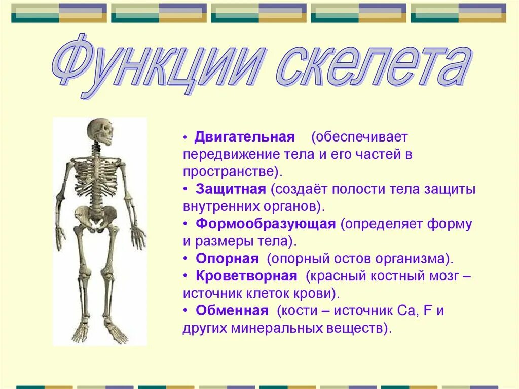 Скелет ответ. Кости скелета строение скелета 8 класс биология. биология 8 класс тема строение скелета. функции скелета биология 6. строение и функции осевого скелета человека.